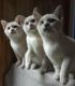 Burmese Cats for sale in Huntsville, AL, USA. price: NA