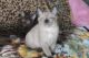 Burmese Cats for sale in Jerome, AZ 86331, USA. price: NA