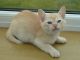 Burmese Cats for sale in Los Angeles, CA, USA. price: NA