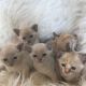 Burmese Cats for sale in Beverly Hills, CA, USA. price: NA
