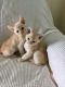 Burmese Cats for sale in Chicago, IL, USA. price: NA