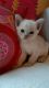 Burmese Cats for sale in Phoenix, AZ, USA. price: NA