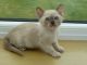 Burmese Cats for sale in Dallas, TX, USA. price: NA