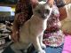 Burmese Cats for sale in Chicago, IL, USA. price: NA