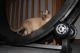 Burmese Cats for sale in Dallas, TX, USA. price: NA