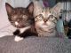 Burmese Cats for sale in Greece, NY 14626, USA. price: NA