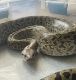 Burmese Python Reptiles for sale in Clarksville, TN, USA. price: NA