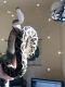 Burmese Python Reptiles