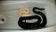 Burmese Python Reptiles for sale in Danbury, NC, USA. price: $40