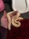 Burmese Python Reptiles for sale in St. Louis, MO, USA. price: NA