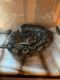 Burmese Python Reptiles for sale in Riverview, FL, USA. price: $50
