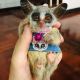 Bush Baby Animals for sale in 2669 Main St, Weirton, WV 26062, USA. price: NA
