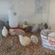Buttonquail Birds for sale in Lakeland, FL 33810, USA. price: NA