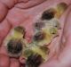 Buttonquail Birds for sale in Pleasant Hills, PA, USA. price: NA