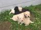 Cabecudo Boiadeiro Puppies for sale in Edison, NJ 08837, USA. price: NA