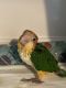 Caique Birds for sale in New Haven, CT, USA. price: $1,900