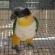 Caique Birds for sale in Boydton, VA 23917, USA. price: NA