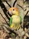 Caique Birds for sale in DuBois, PA 15801, USA. price: NA