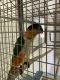 Caique Birds for sale in St. Petersburg, FL, USA. price: $1,500