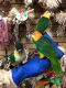 Caique Birds for sale in Florida Mall Ave, Orlando, FL 32809, USA. price: NA