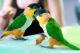 Caique Birds for sale in Los Angeles, CA, USA. price: NA