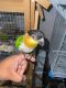 Caique Birds for sale in Queens, NY, USA. price: NA