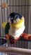 Caique Birds for sale in Hollywood, FL, USA. price: $2,250