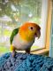 Caique Birds for sale in Louisville, OH 44641, USA. price: $900