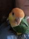 Caique Birds for sale in Hickory, NC 28601, USA. price: $1,400