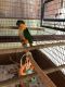 Caique Birds for sale in St. Petersburg, FL, USA. price: $1,600