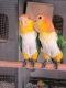 Caique Birds for sale in Fort Pierce, FL, USA. price: $1,500