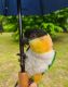 Caique Birds for sale in Minot, ND, USA. price: $850