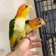 Caique Birds for sale in Cypress, California. price: $800