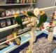 Caique Birds for sale in Hampstead, MD 21074, USA. price: NA