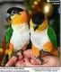 Caique Birds for sale in Oceanside, CA, USA. price: $1,100