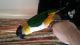 Caique Birds for sale in New York, NY, USA. price: NA