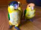 Caique Birds for sale in Beverly Hills, CA, USA. price: $380