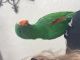 Caique Birds for sale in San Diego, CA, USA. price: $400