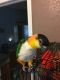 Caique Birds for sale in Buckley, WA, USA. price: NA
