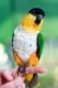 Caique Birds for sale in Los Angeles, CA 90001, USA. price: NA