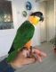 Caique Birds for sale in Phillips, WI 54555, USA. price: NA