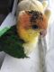 Caique Birds for sale in South Elgin, IL, USA. price: NA