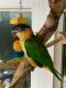 Caique Birds for sale in Port St. Lucie, FL, USA. price: NA
