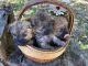 Cairland Terrier Puppies for sale in Burbank, OH 44214, USA. price: $1,100