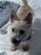 Cairn Terrier Puppies for sale in 1270 Waterford Club Dr, Lithia Springs, GA 30122, USA. price: $1,500