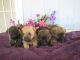 Cairn Terrier Puppies for sale in Redding, CA, USA. price: $2,000