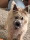 Cairn Terrier Puppies for sale in Sturgis, SD 57785, USA. price: $1,500