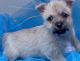 Cairn Terrier Puppies for sale in Los Angeles, CA, USA. price: $299