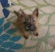 Cairn Terrier Puppies for sale in Miami, FL, USA. price: $1,200