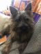 Cairn Terrier Puppies for sale in Simpsonville, SC, USA. price: $2,000